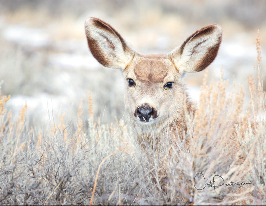 Note Cards - INNOCENCE