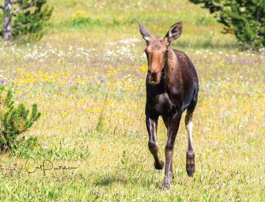 Note Cards - KEEP MOVING FORWARD