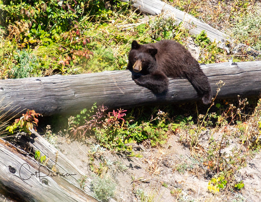 Note Cards - LAZY DAY