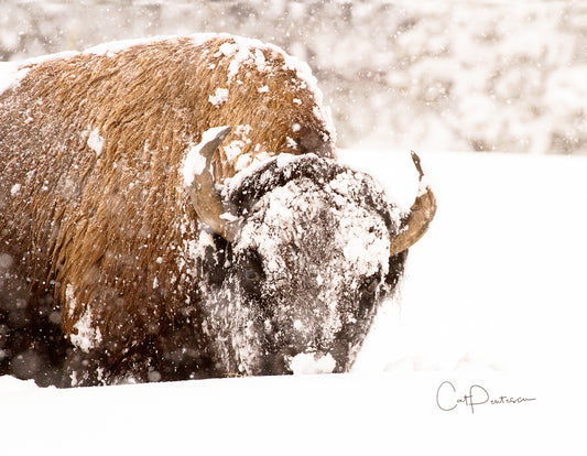 Note Cards - LET IT SNOW