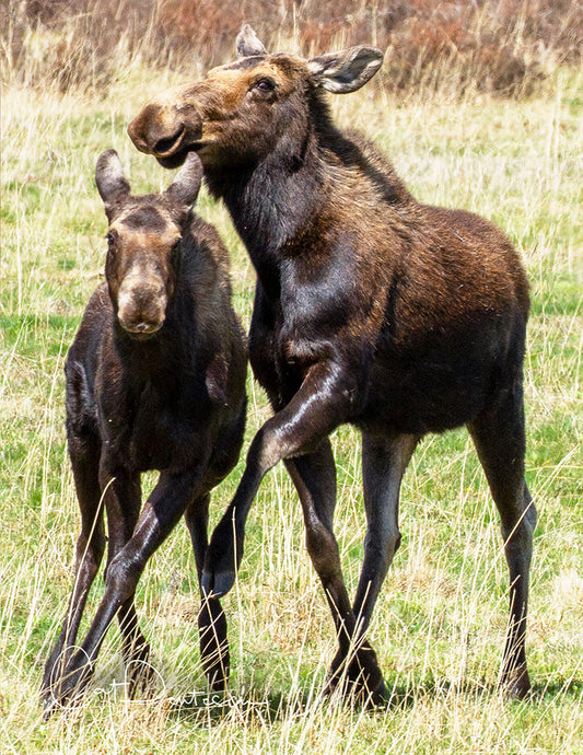 Note Cards - MOOSE BUDDIES