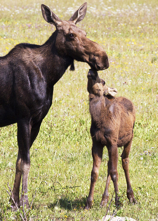 Greeting Card - KISSES FOR MOM