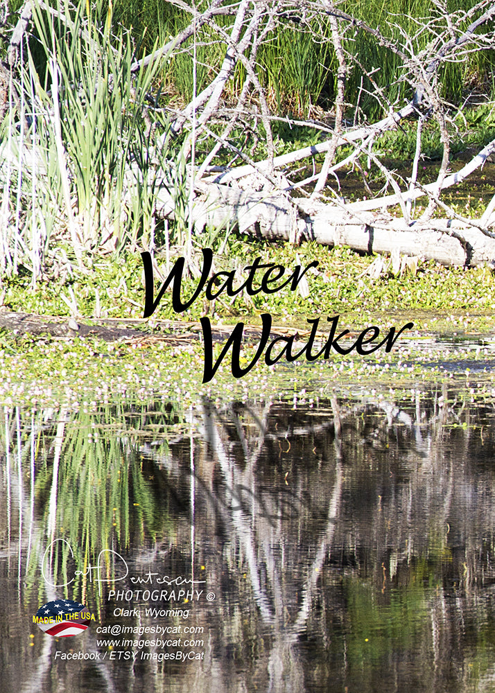 Greeting Card - WATER WALKER