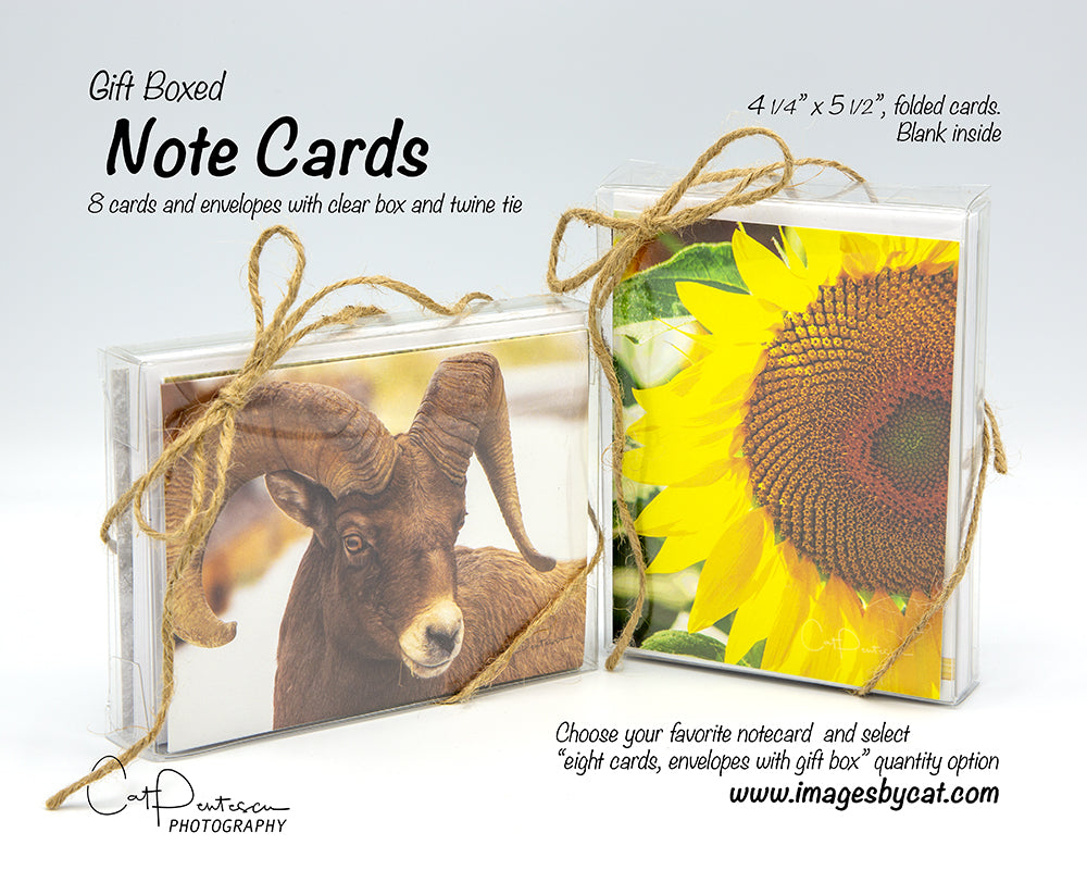 Note Cards - TIMES TWO