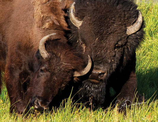 Note Cards - NUZZLE BUFFS