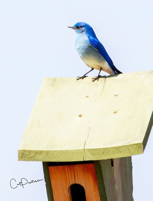 Note Cards - ON THE HOUSE