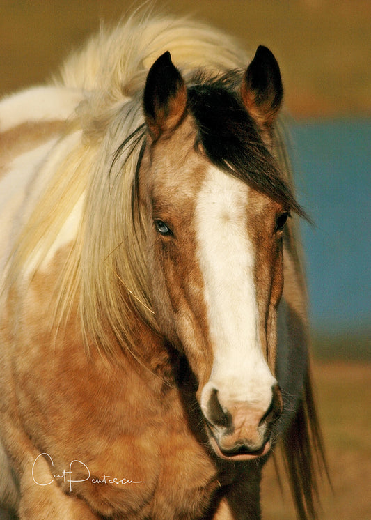 Greeting Card - PAINT IN THE WIND