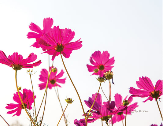 Note Cards - PRETTY IN PINK