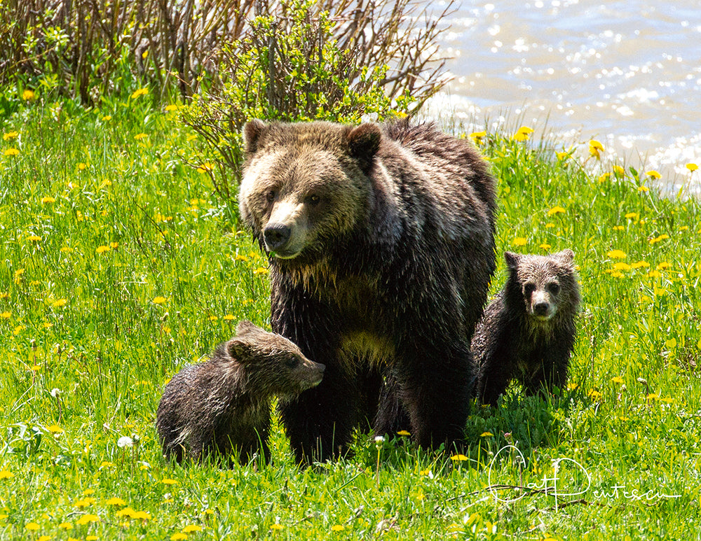 Note Cards - RAISING GRIZ