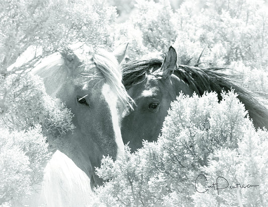 Note Cards - SHY GUYS