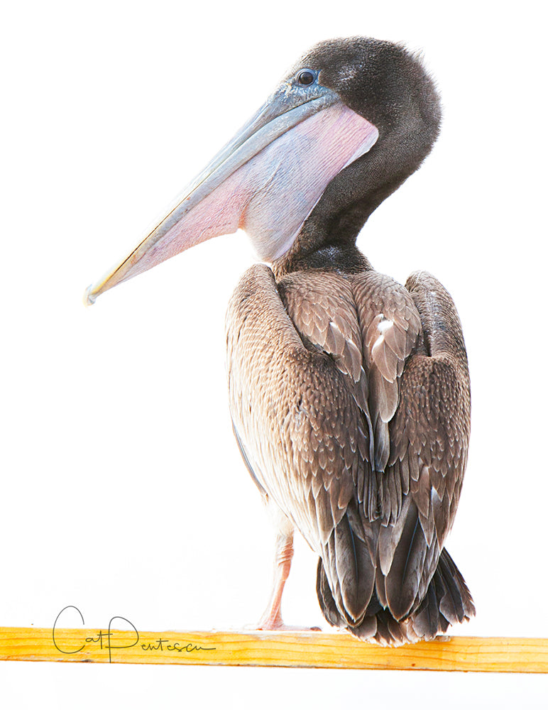 Note Cards - SIMPLY PELICAN