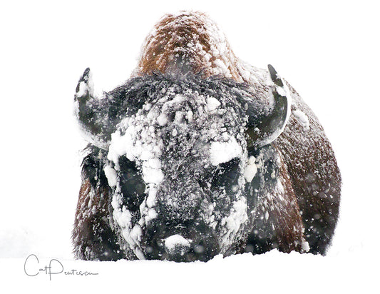 Note Cards - SNOW PLOW