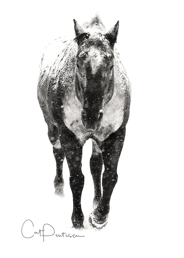 Greeting Card - APPALOOSA SNOW