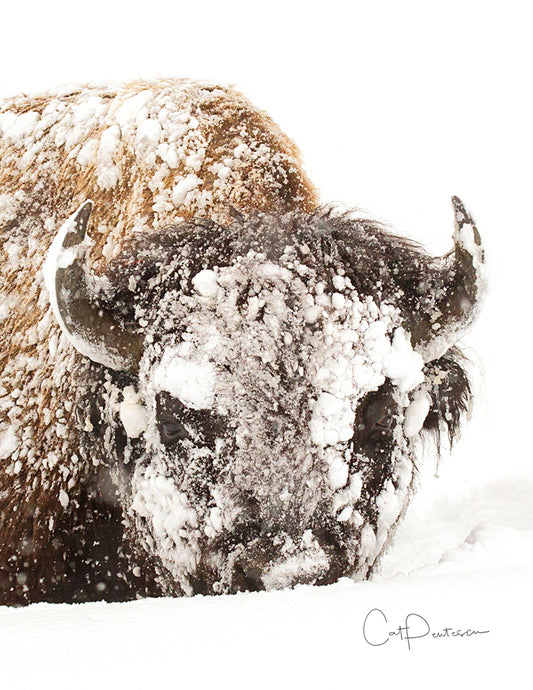 Note Cards - SNOWED IN