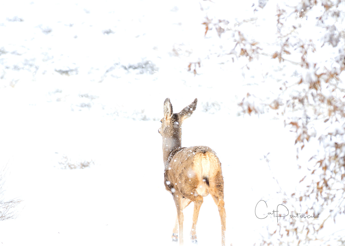 Greeting Card - SNOWY JOURNEY