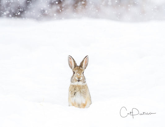 Note Cards - SNOW SWEET