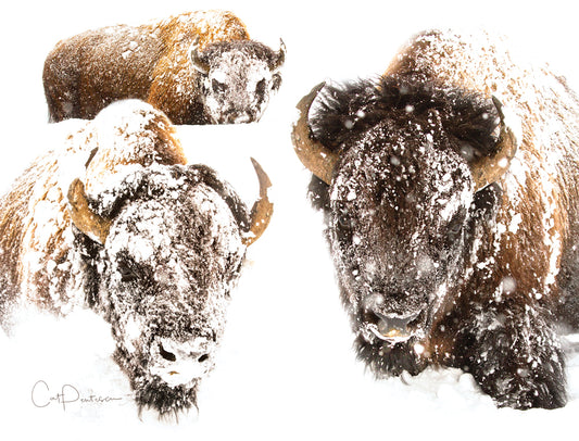 Note Cards - SURVIVORS