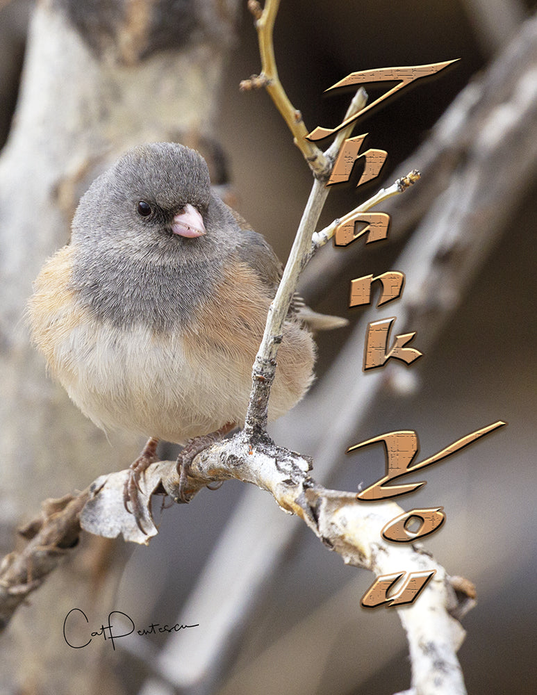 Note Cards - JUNCO PUFF - Thank You Cards