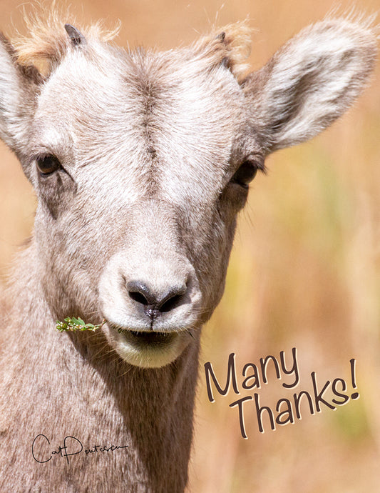 Note Cards - LITTLE BIGHORN ~ Thank You Cards