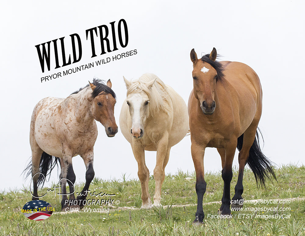 Note Cards - WILD TRIO - Thank You Cards