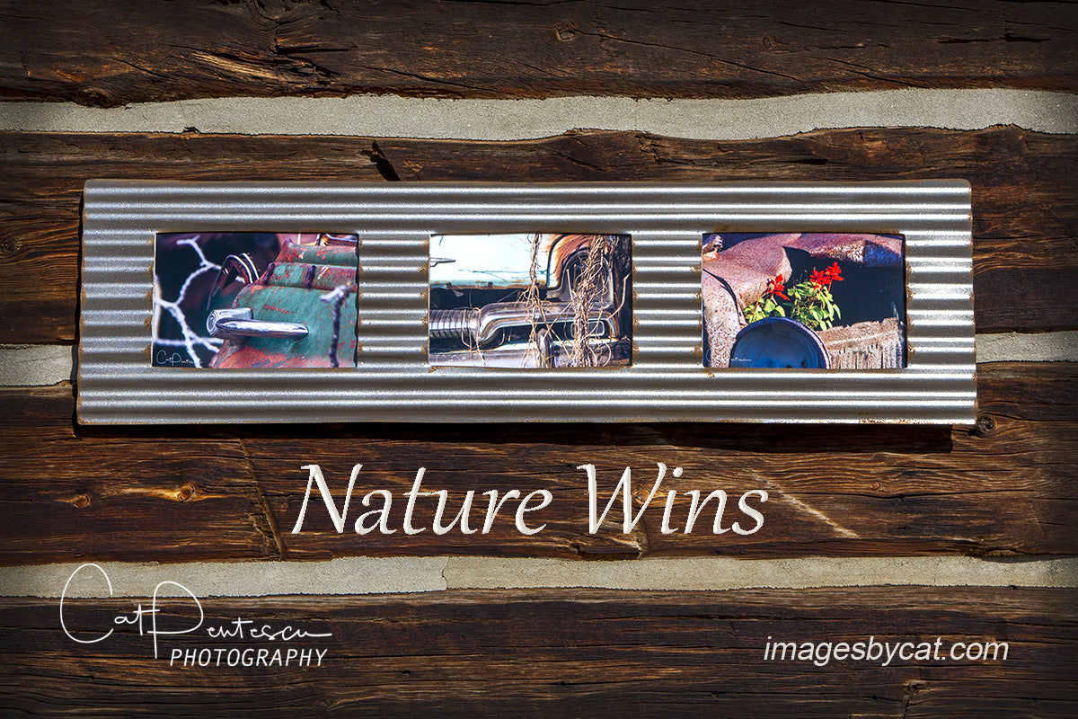 NATURE WINS - Metal framed in Metal