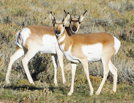 Note Cards - TIMES TWO