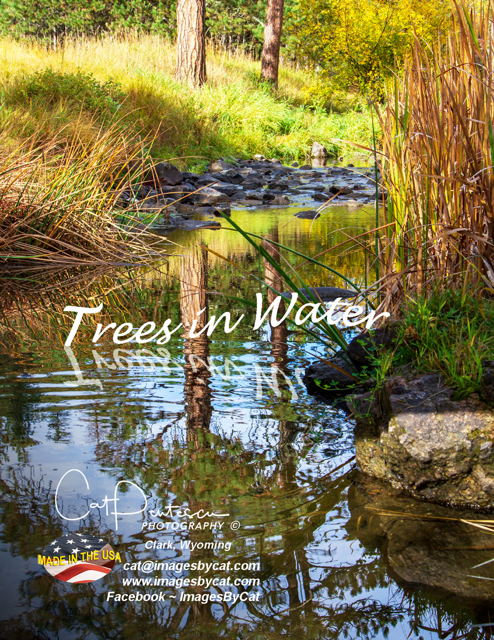 Note Cards - TREES IN WATER