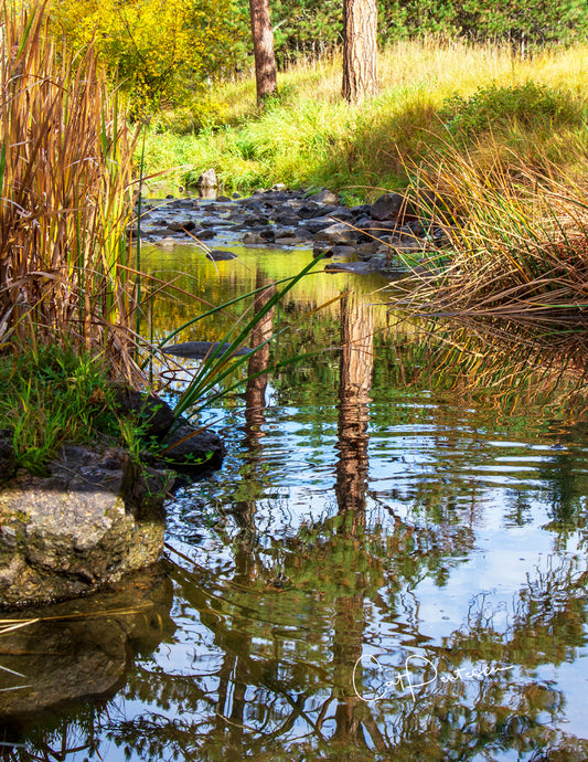 Note Cards - TREES IN WATER