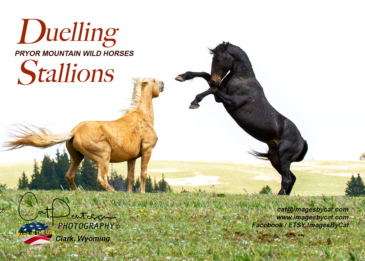 Greeting Card - DUELLING STALLIONS