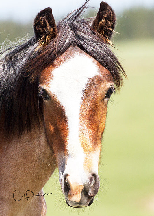 Greeting Card - POISED