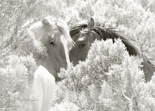 Greeting Card - SHY GUYS