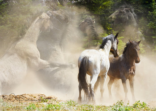Greeting Card - THE BATTLE
