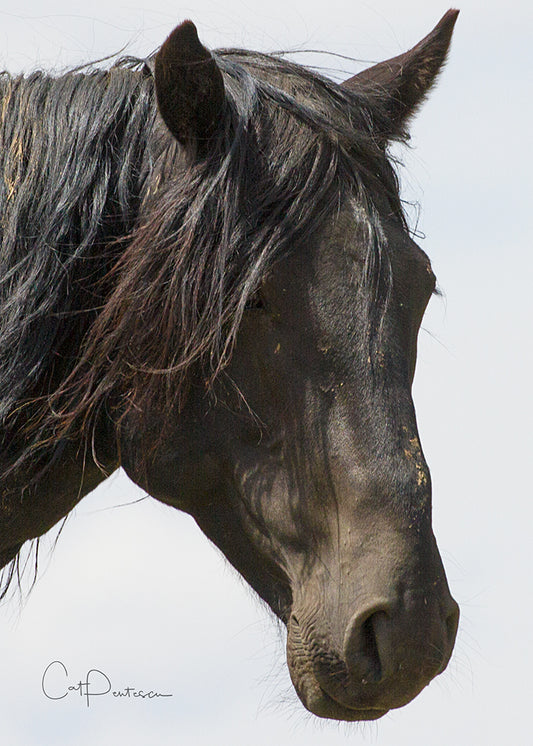 Greeting Card - UNTAMED