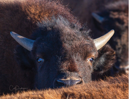 Note Cards - WHATCHA DOIN'?