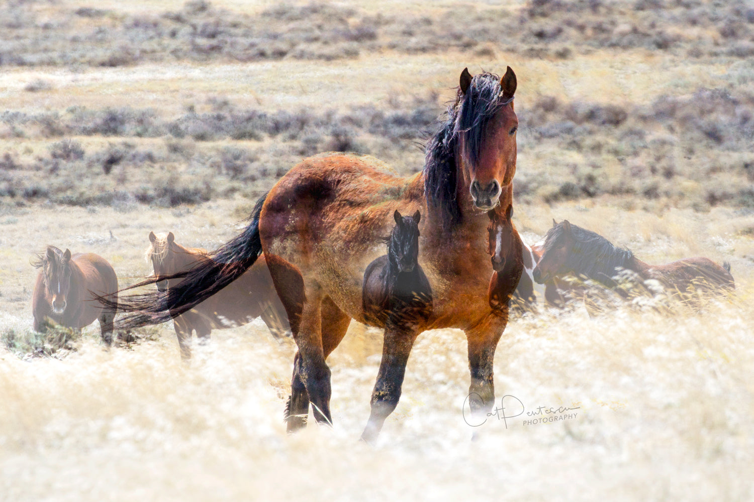 Artistic photographic montage show the spirit of generations of horses  in the wild. Wild Horses. Cat Pentescu Photography