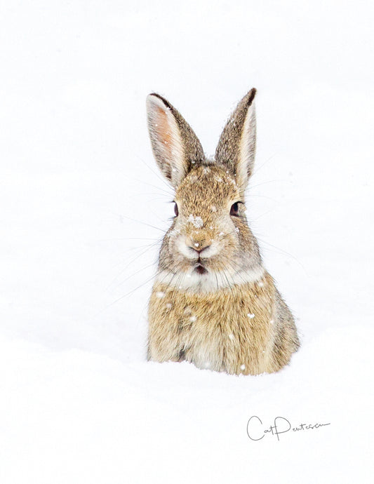 Note Cards - WILD WABBITS