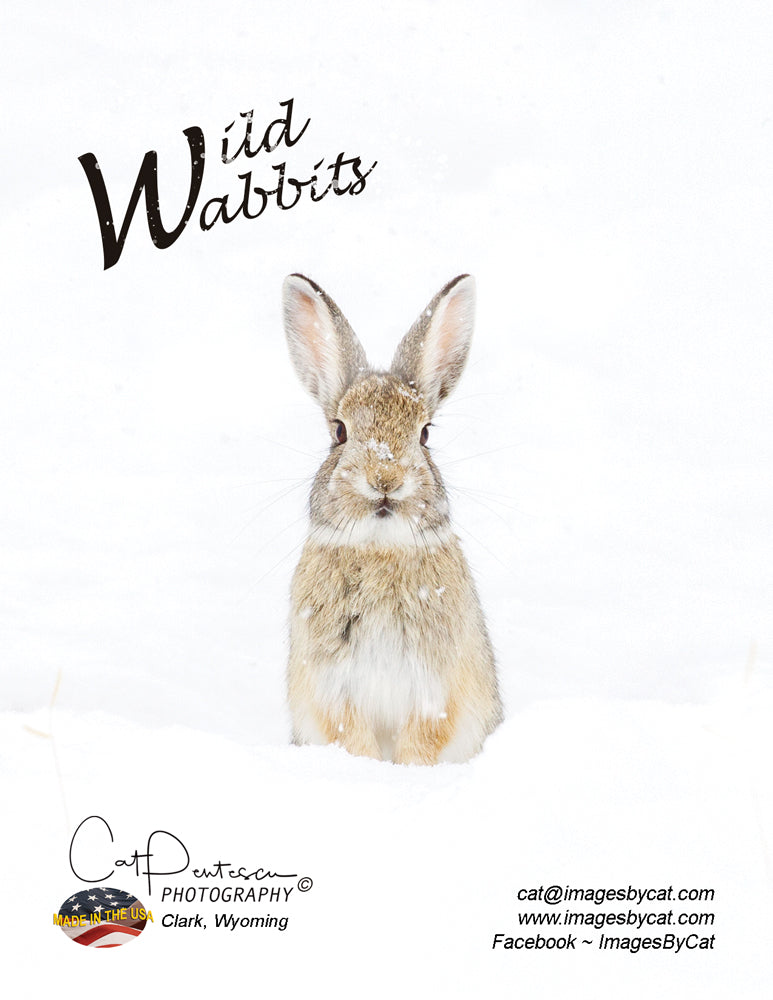 Note Cards - WILD WABBITS