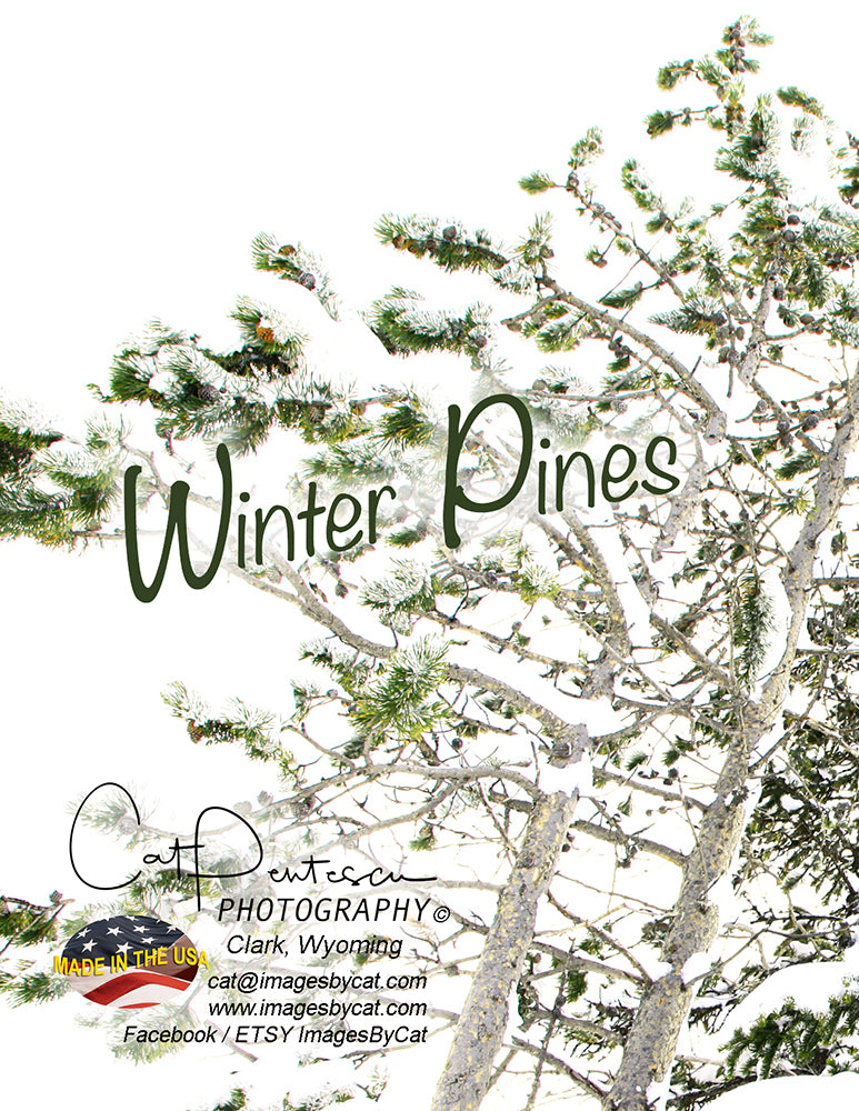 Note Cards - WINTER PINES