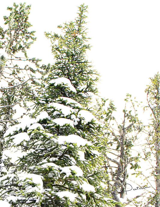 Note Cards - WINTER PINES