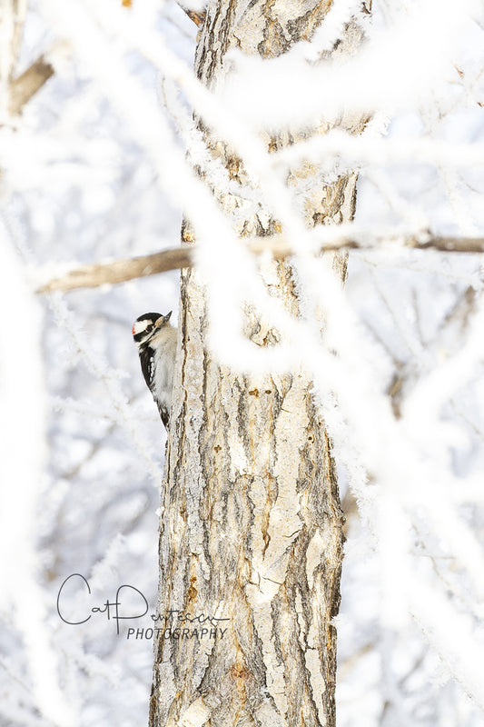 Wildlife Sapsucker Wood Pecker on tree in winter snow. Image available on metal or canvas. Cat Pentescu Photography