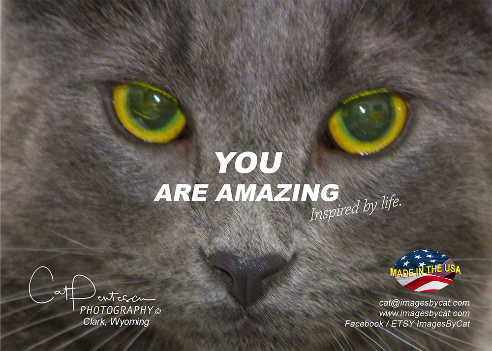 Greeting Card - YOU ARE AMAZING (CAT)