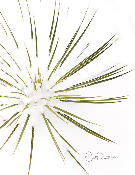 Note Cards - YUCCA SNOW